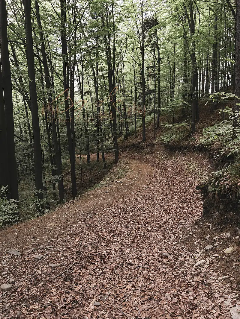 Droga leśna, fragment szlaku niebieskiego do Kozubnika